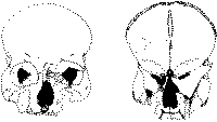 Human skull 99-GHL-33. Drawing by Corioli Souter.